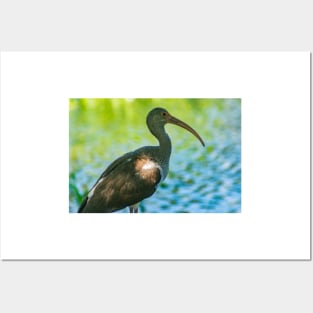 American white ibis in Blossom Trail Posters and Art